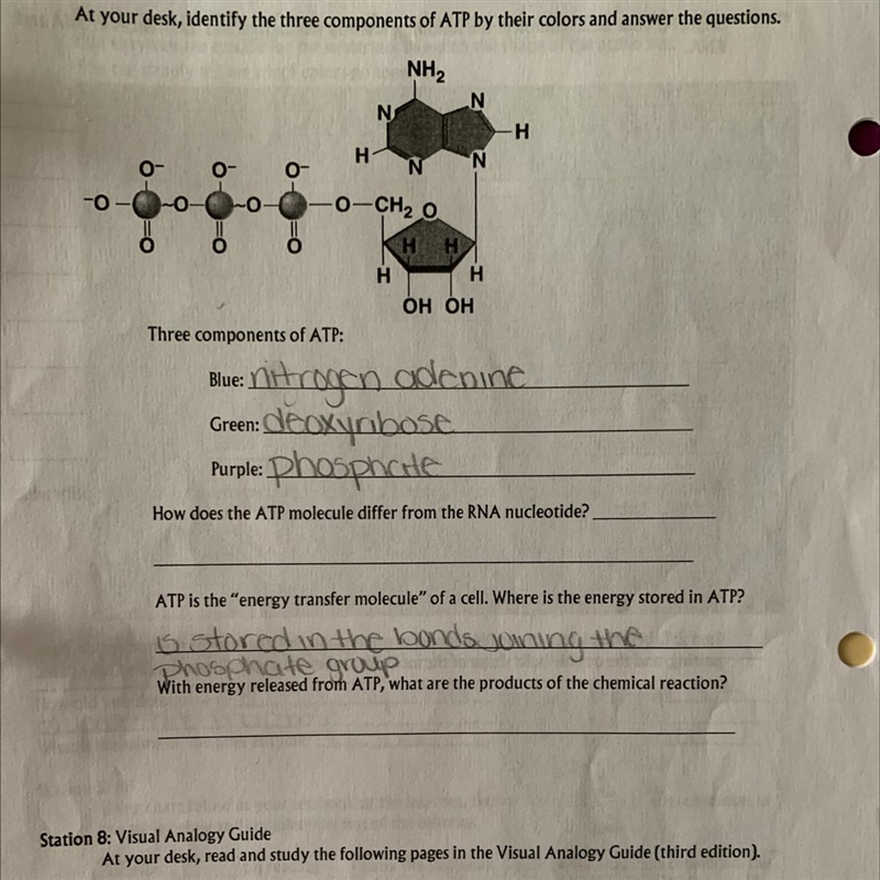 With energy released from ATP, what are the products of the chemical reaction? How-example-1