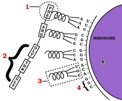 Match the # in the diagram with the correct structure/term. a.codon b.tRNA (anti-codon-example-1