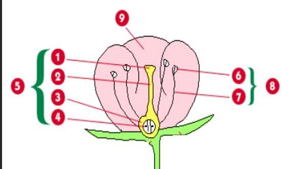 ❗❗❗❗❗❗❗❗❗❗❗❗❗❗Please help !! ASAP!. What part of a flowering plant develops into a-example-1