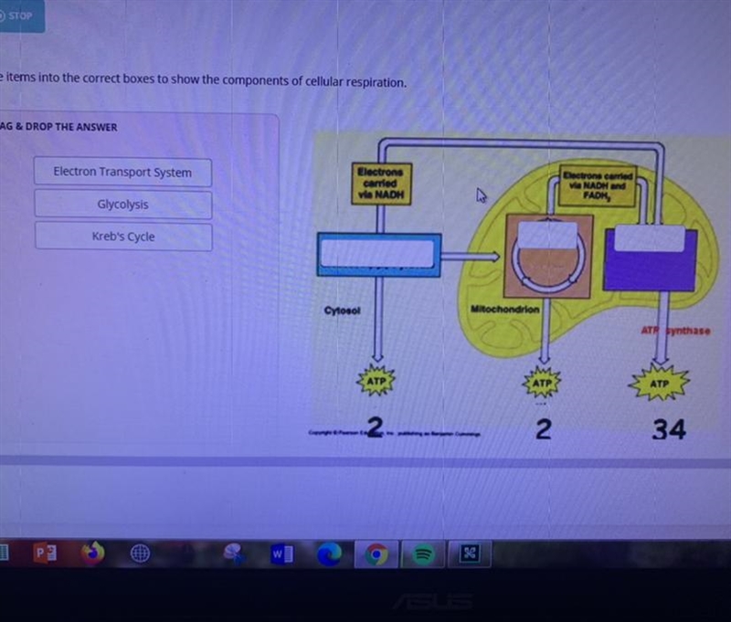 Place the items into the correct boxes to show the components of cellular respiration-example-1