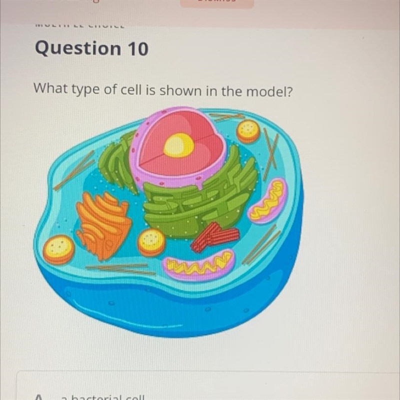 What type of cell is shown in this model please help-example-1