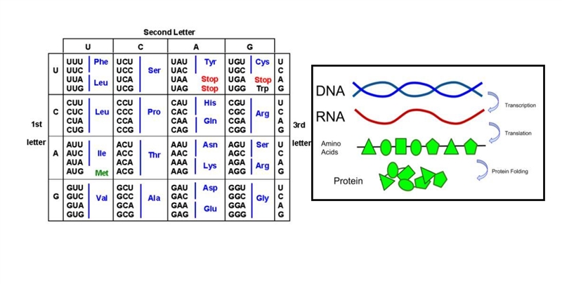 What is the relationship between DNA, mRNA, Amino Acids, and proteins?-example-1