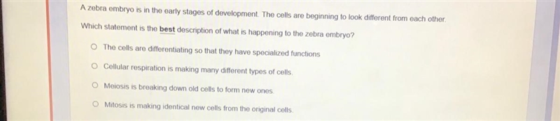 A zebra embryo is in the early stages of development the cells are beginning to look-example-1