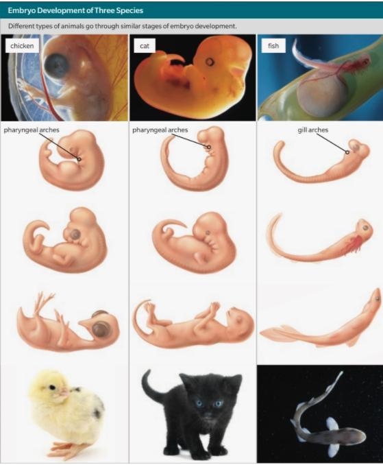 URGENT PLZ ANSWER!!!! Compare the structures of the cat and chicken embryos in the-example-1