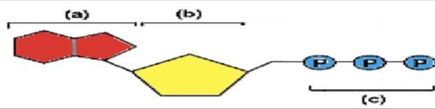 What are the three called?-example-1