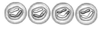 What stage of meiosis is seen here: telophase telophase 1 telophase 2 interphase-example-1