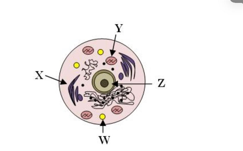 In the above animal cell, what is the function of the cellular organelle labeled with-example-1