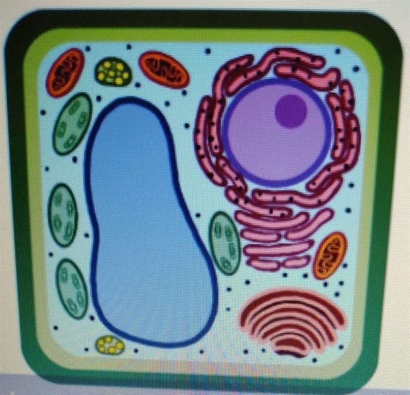 What type of cell is this? how do you know?​-example-1