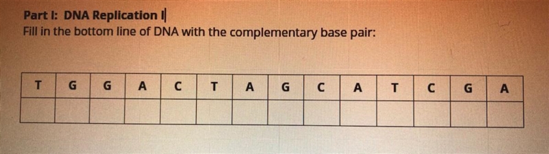 Fill in the bottom line of DNA with the complementary base pair:-example-1