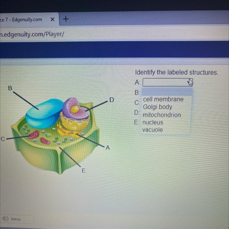 Identify the labeled structures. A B В: D C: D E. A Science-example-1