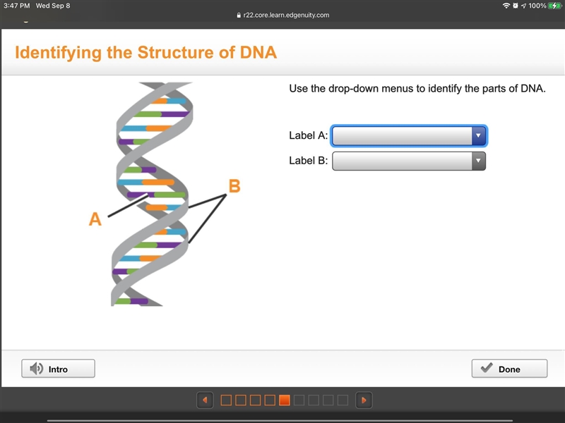 I need help ASAP Use the drop-down menus to identify the parts of DNA.-example-1