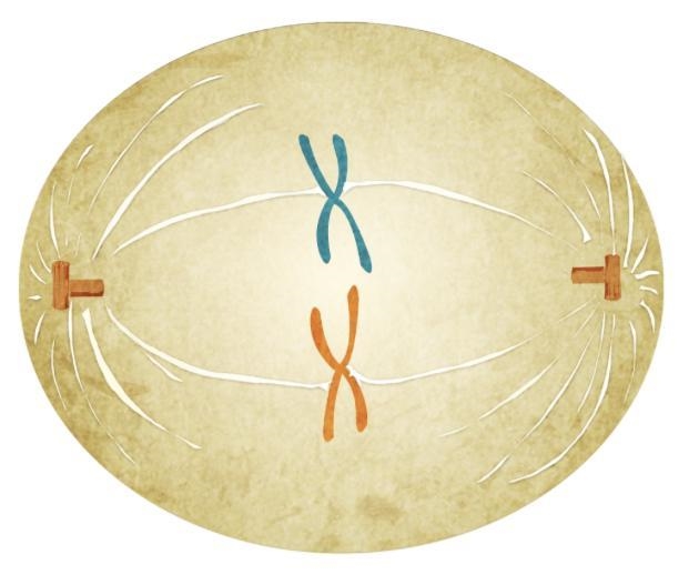 Which cell division phase is shown in the image? A) metaphase B) anaphase C) prophase-example-1