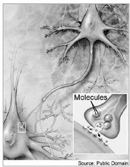 The picture below shows the nervous system sending electrical signals that stimulate-example-1