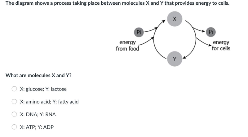 The diagram shows a process taking place between molecules X and Y that provides energy-example-1