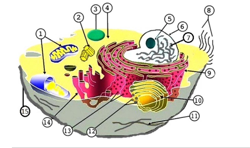 Label the animal cell diagram given below-example-1