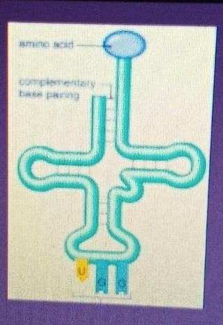 This is mRNA tRNA a ribosome DNA​-example-1