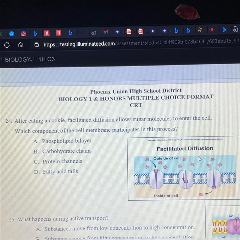 24. After eating a cookie, facilitated diffusion allows sugar molecules to enter the-example-1