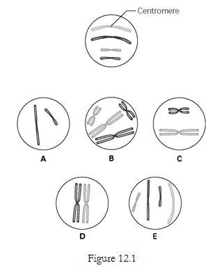 Use Figure 12.1 and the information here to answer the following questions. The unlettered-example-1