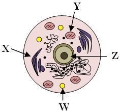 In the above animal cell, what is the function of the cellular organelle labeled with-example-1