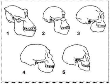 Skulls of (1) Modern gorilla, (2) Australopithecus afarensis, (3) Homoerectus, (4) Homoneanderthalensis-example-1