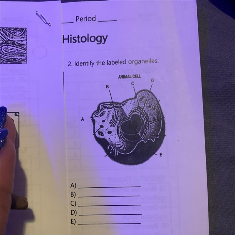 Identify the labeled organelles:-example-1