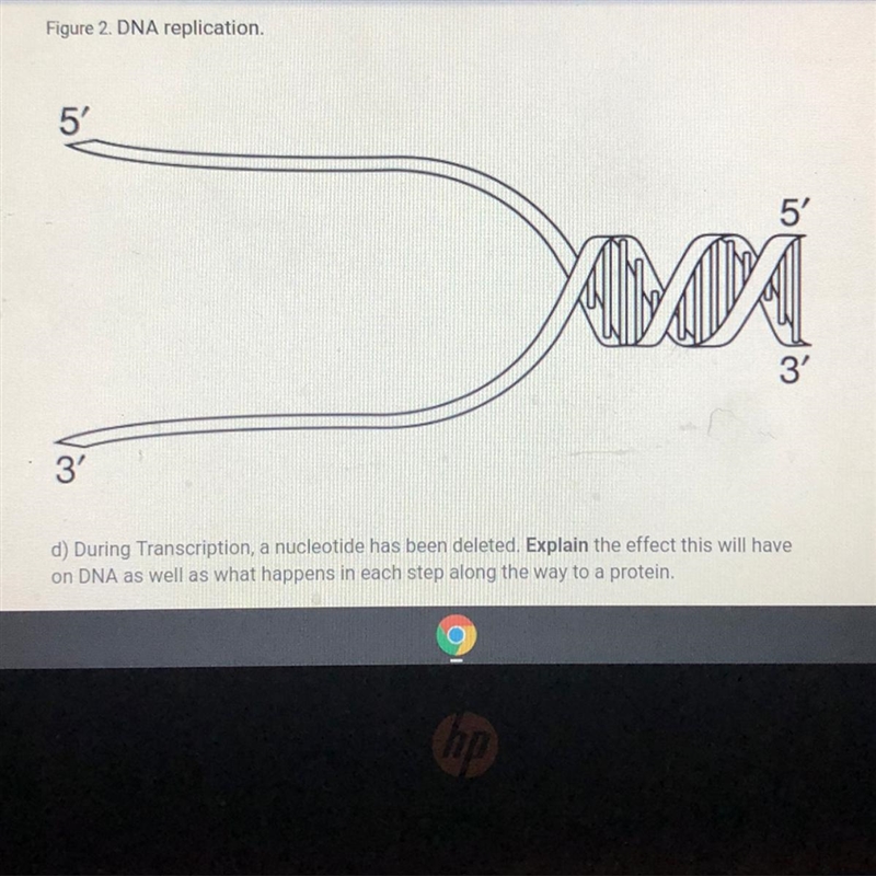 D) During Transcription, a nucleotide has been deleted. Explain the effect this will-example-1