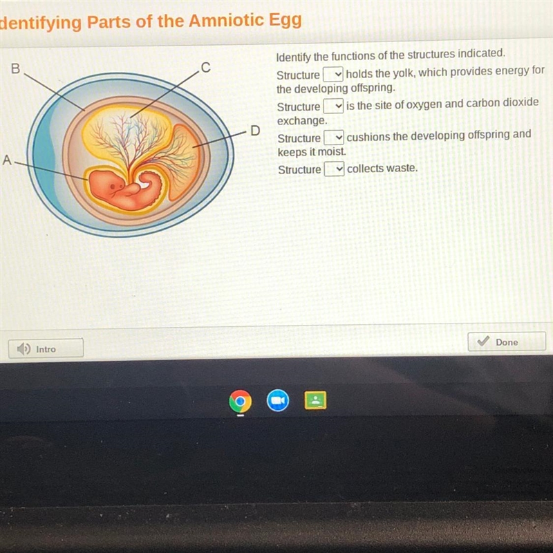 Identify the functions of the structures indicated. Structure v holds the yolk, which-example-1