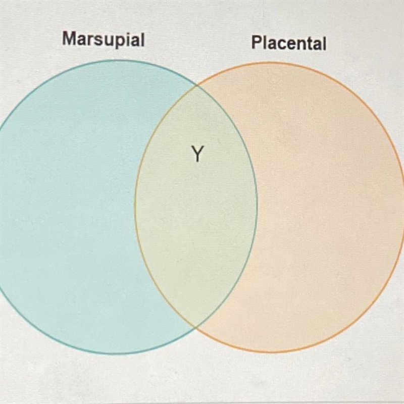 Gus drew a diagram to compare marsupial and placental mammals which label belongs-example-1