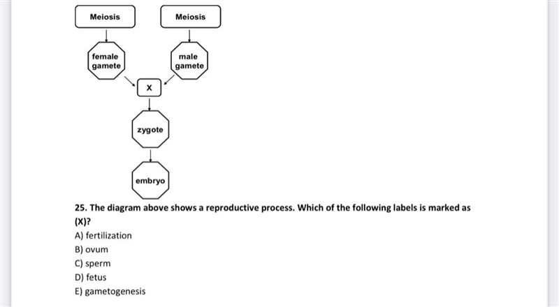 7. Gene expression may be regulated: A) only during translation B) only during transcription-example-1