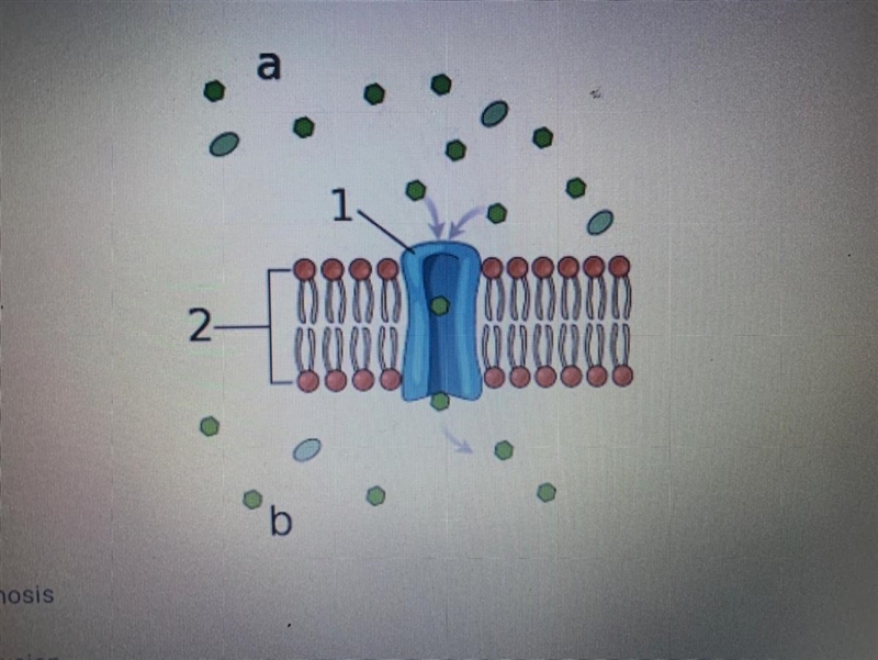 Consider the image shown hete. What form of cell transport is shown? A) Osmosis B-example-1