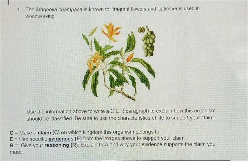 HELP ME PLEASE ITS URGENT THIS WAS DUE 5 MINUTES AGO 1. The Magnolia champaca is known-example-1