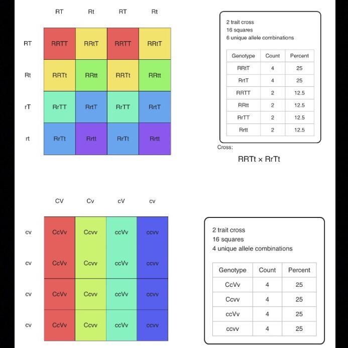 Dlhybrid cross practice-example-1