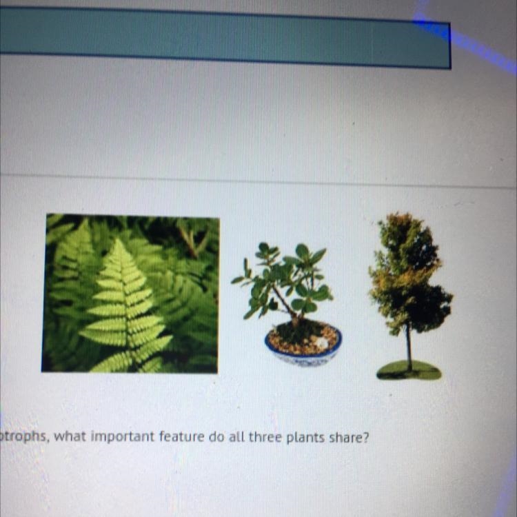 In addition to all being autotrophs, what important feature do all three plants share-example-1