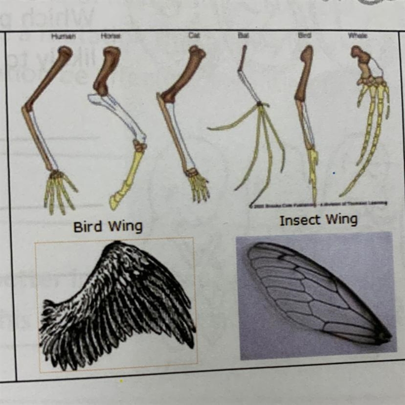 What do homologous and analogous structures have in common?-example-1