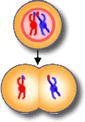 HELP ASAP NO LINKS ILE REPORT The process shown only occurs during A) mitosis B) meiosis-example-1