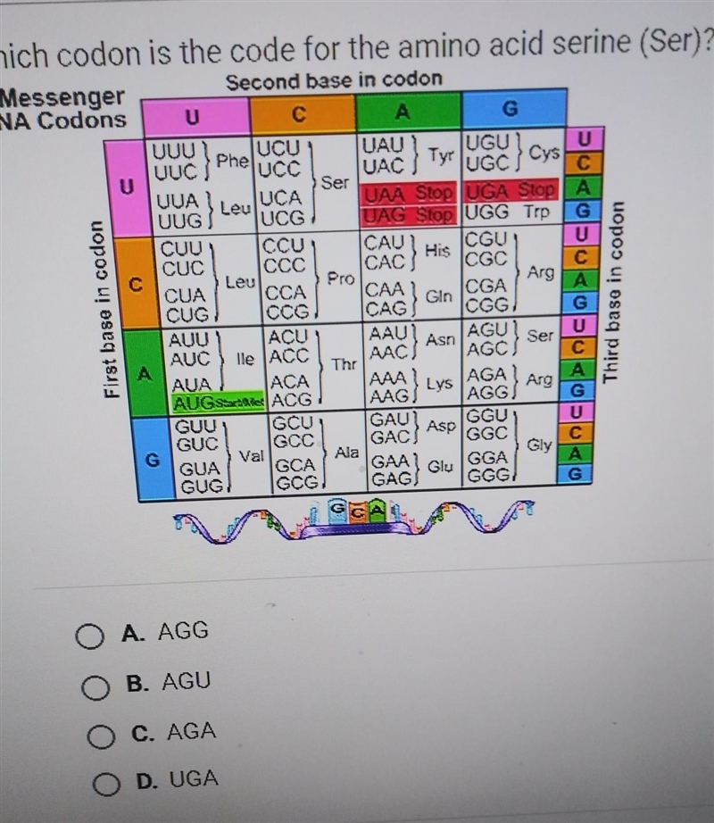 Which codon is the code for the amino acid serine (Ser)? please help​-example-1