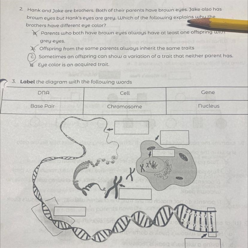 3. Label the diagram with the following words DNA Cell Gene Chromosome nucleus Base-example-1