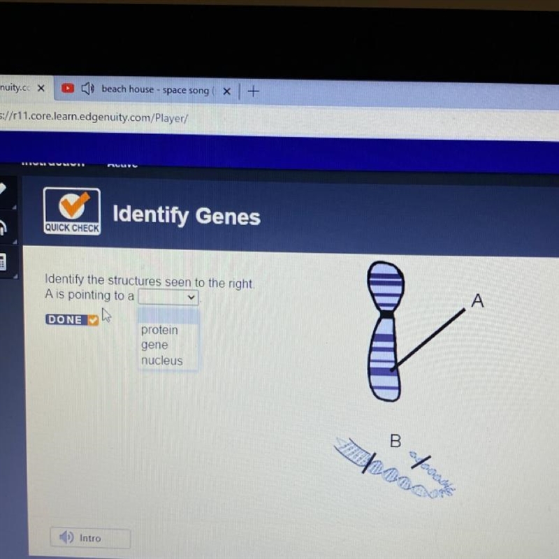 Identify the structures seen to the right. ‘A’ is pointing to a protein/gene/nucleus-example-1