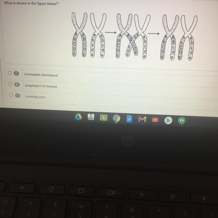 What is shown in the figure below? A. incomplete dominance B. anaphase 1 of meiosis-example-1