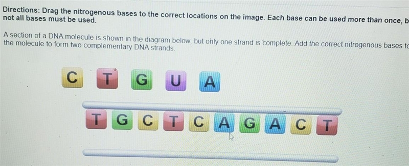 HELP PLS ASAP Directions: Drag the nitrogenous bases to the correct locations on the-example-1