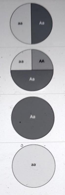 Albinism is an autosomal recessive condition. Which circle graph shows the genotype-example-1