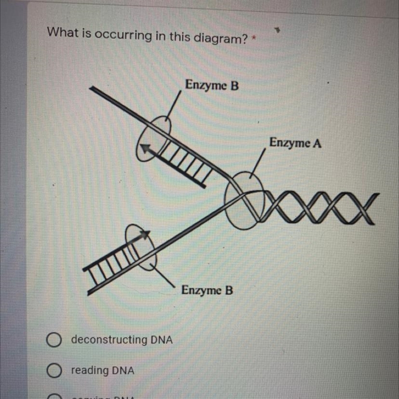 A) deconstructing DNA b) reading DNA c) copying DNA d) expressing DNA-example-1