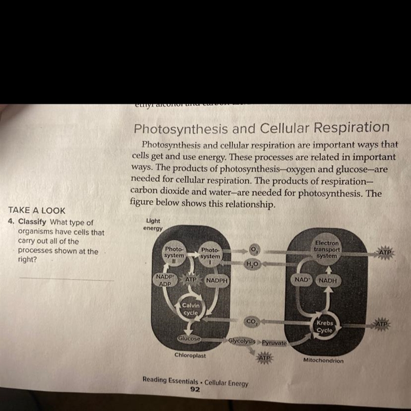 What type of organisms have cells that carry out all the process is shown in the picture-example-1