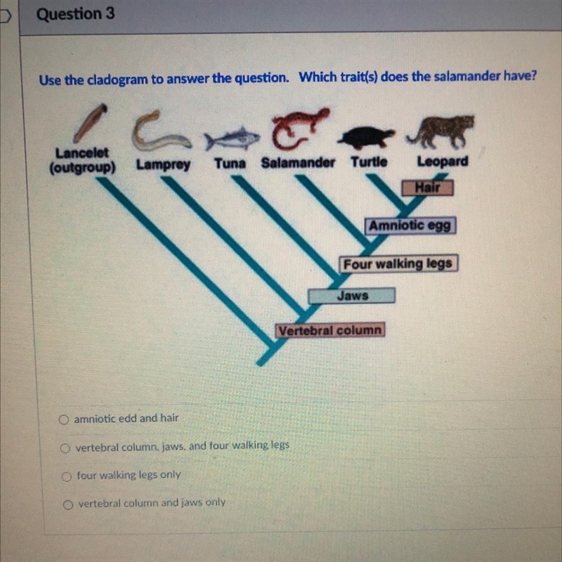 Use the cladogram to answer the question. Which trait(s) does the salamander have-example-1