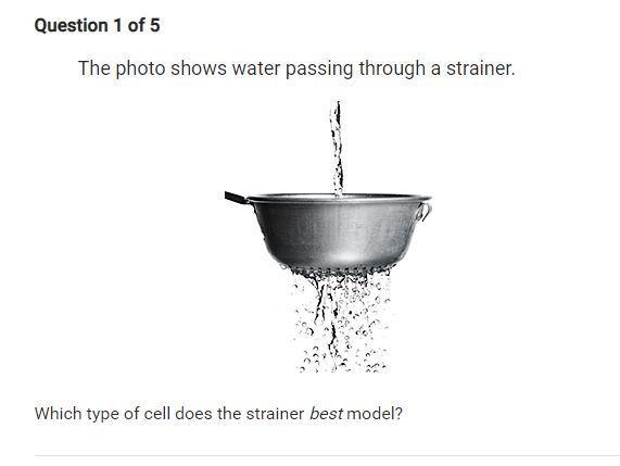 Which type of cell does the strainer best model?-example-1