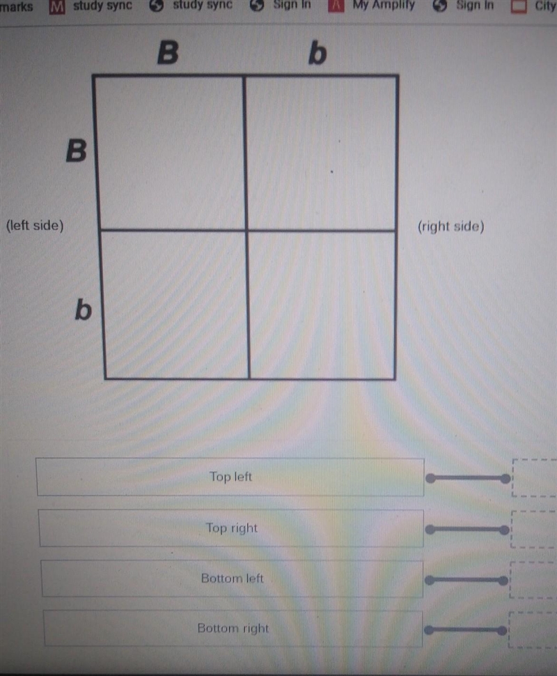 two rats are heterozygous for a coat color, where B is dominant For Black and b is-example-1