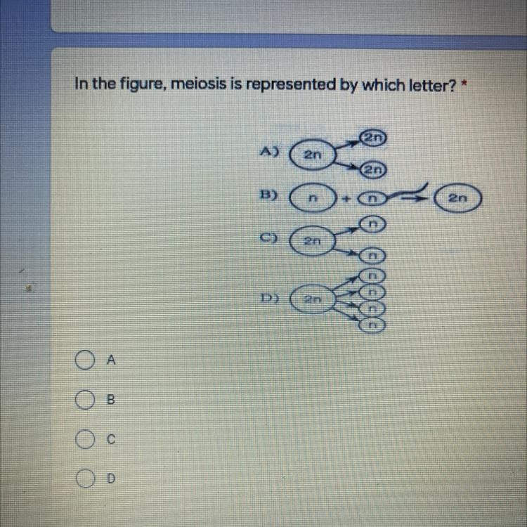 In the figure, meiosis is represented by which letter? * 2n B) 2n C) D) 2n A B. С-example-1