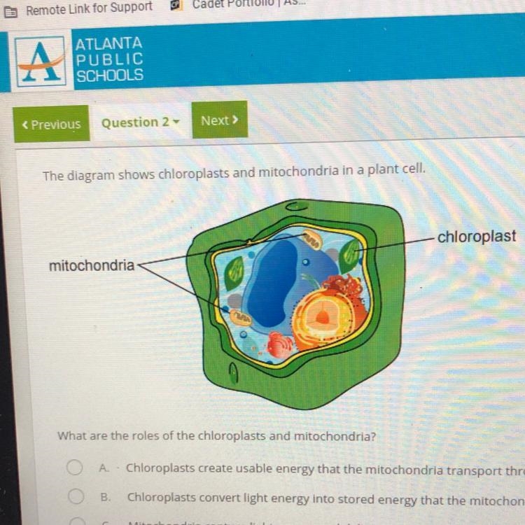 What are the roles of the chloroplasts and mitochondria? A Chloroplasts create usable-example-1