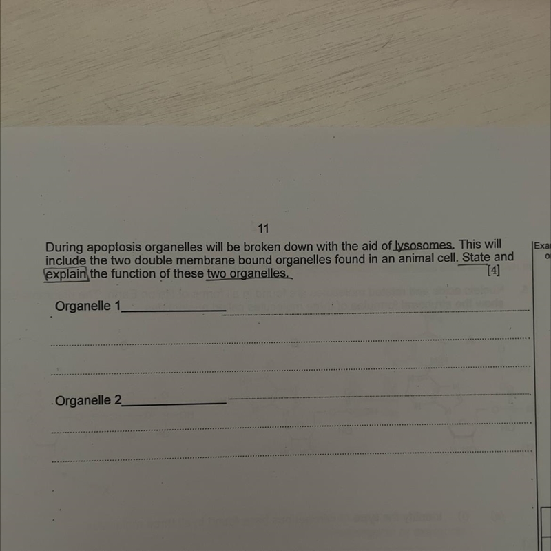 Please help me with this question! A level Biology. Apoptosis lysosomes :)-example-1