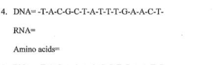 Given is a strand of DNA, fill in the corresponding RNA strand and find which amino-example-1